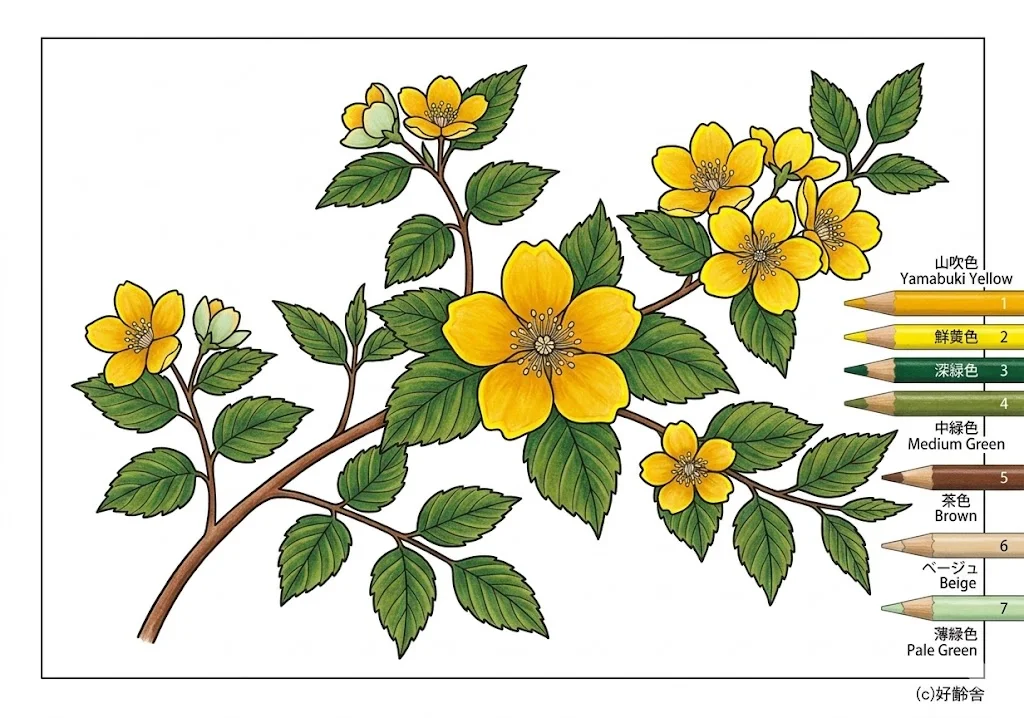 ヤマブキの塗り絵 完成見本