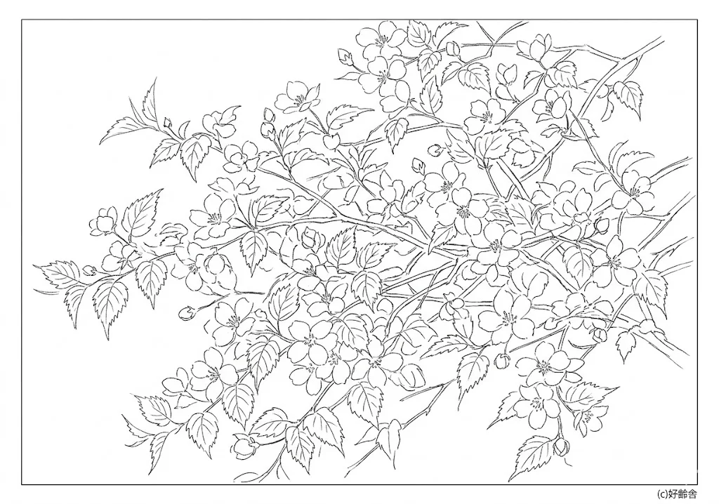 高齢者向け無料塗り絵：懐かしいヤマブキ（芸術家・A4印刷用）