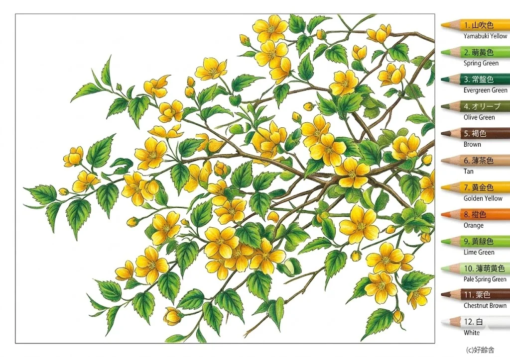 ヤマブキの塗り絵 完成見本