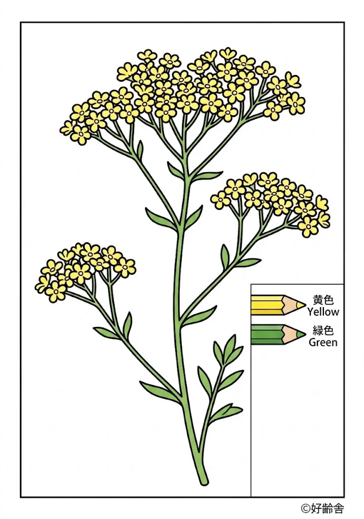 마타리 색칠본