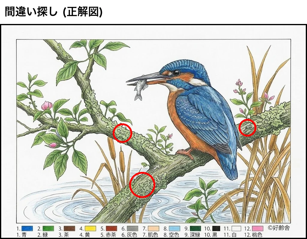 翠鳥 — 大家來找碴，解答
