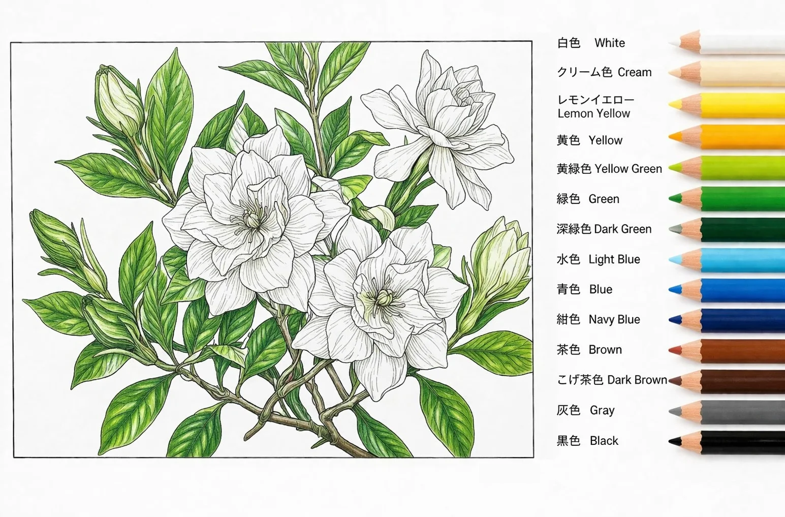 梔子花 — 完成上色範例