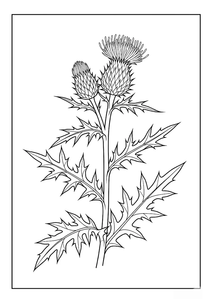 薊花