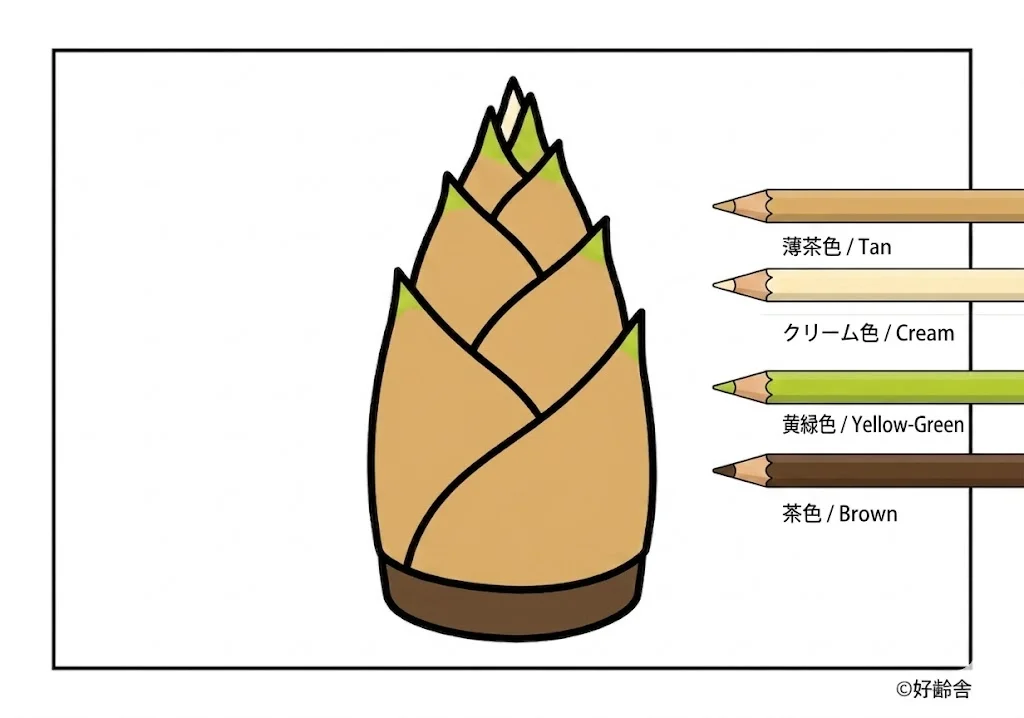 竹筍 — 已上色