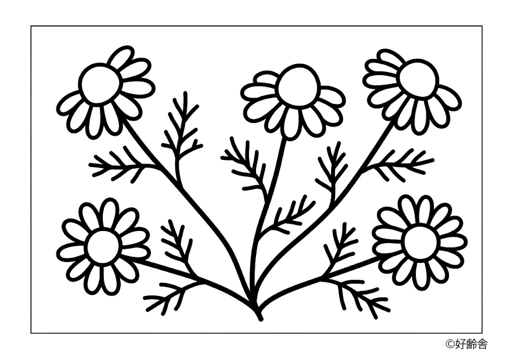 洋甘菊