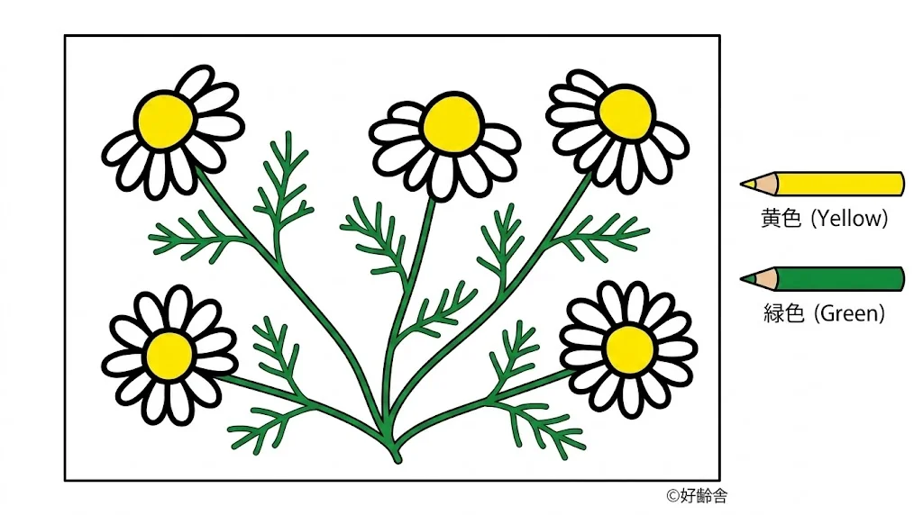 洋甘菊 — 已上色