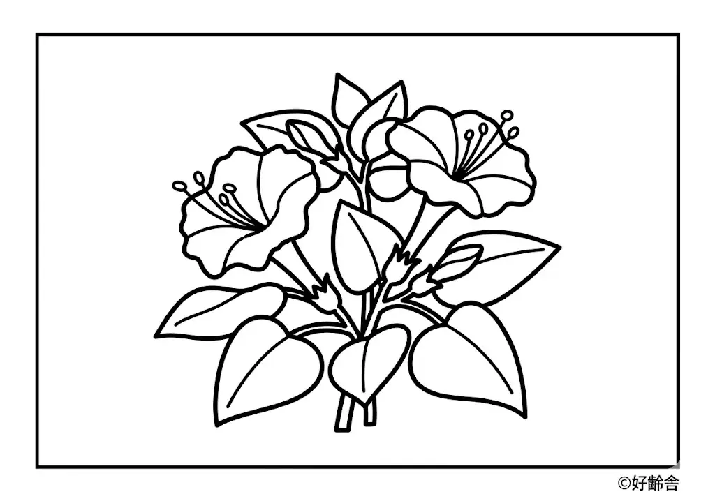 紫茉莉