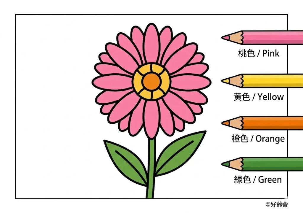 非洲菊 — 已上色