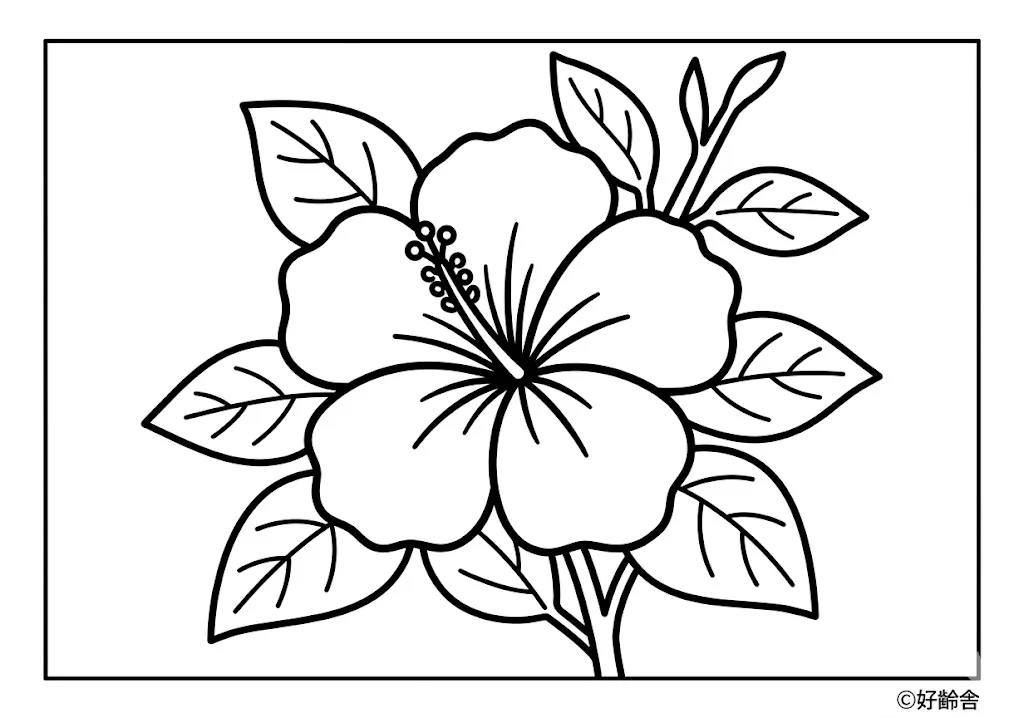 扶桑花