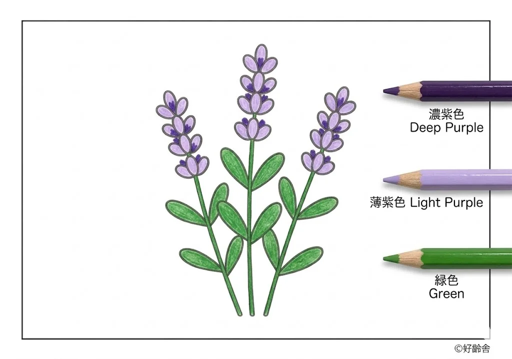 薰衣草 — 已上色