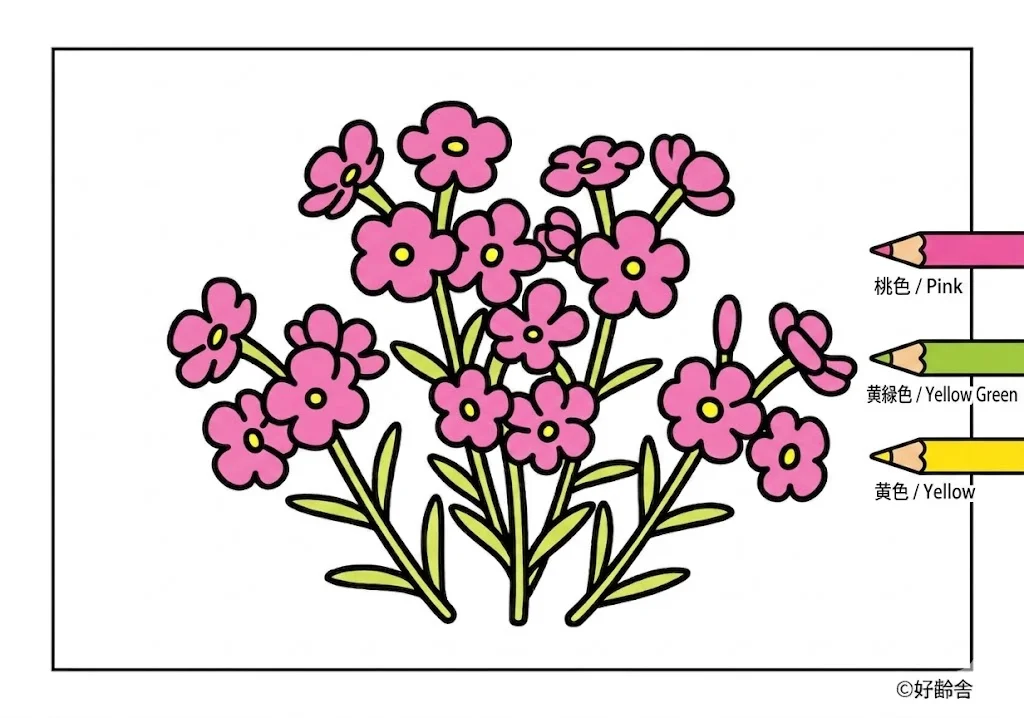 針葉福祿考 — 已上色