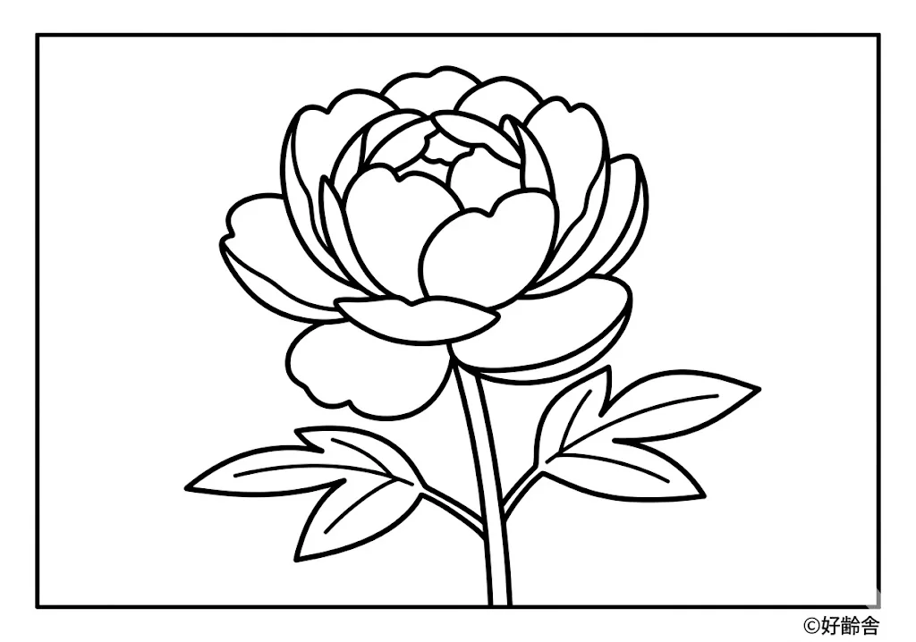 芍藥