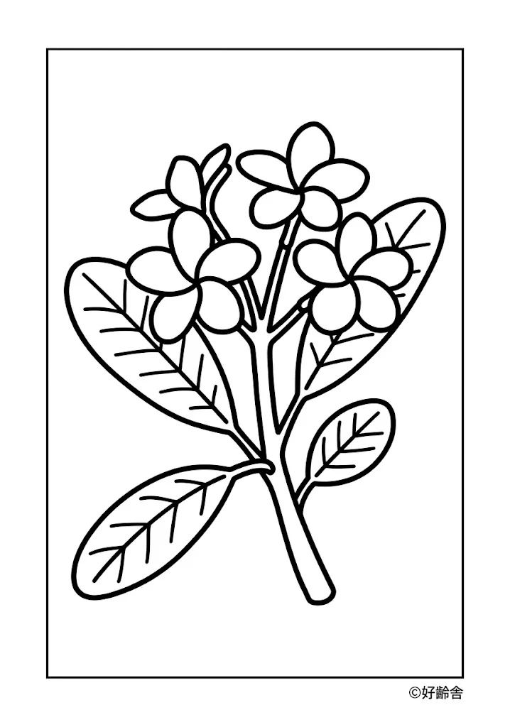 雞蛋花