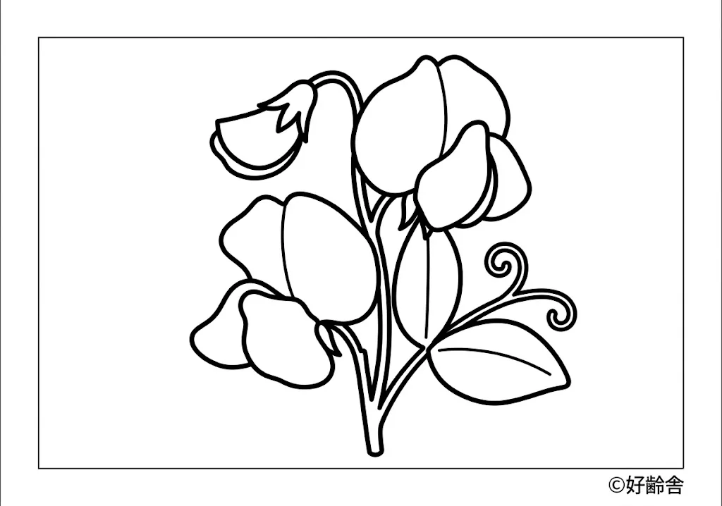 香豌豆花