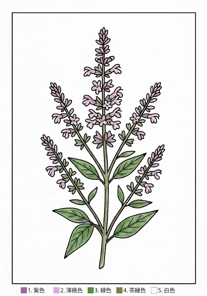 絲絨鼠尾草 — 已上色