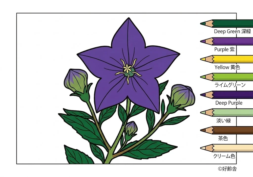 ตัวอย่างการระบายสี ระบายสี พลาติโคดอน (2) ฟรีสำหรับผู้สูงอายุ