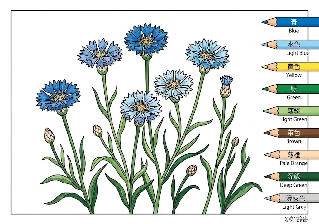 ตัวอย่างการระบายสี ระบายสี คอร์นฟลาวเวอร์ (3) ฟรีสำหรับผู้สูงอายุ