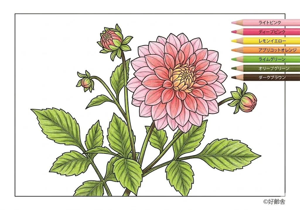 ตัวอย่างการระบายสี ระบายสี ดอกรักเร่ (3) ฟรีสำหรับผู้สูงอายุ