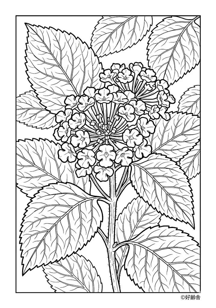Lantana