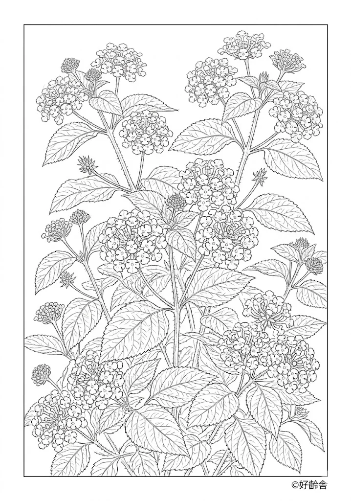Lantana
