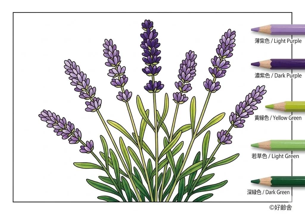 ตัวอย่างการระบายสี Lavender coloring book