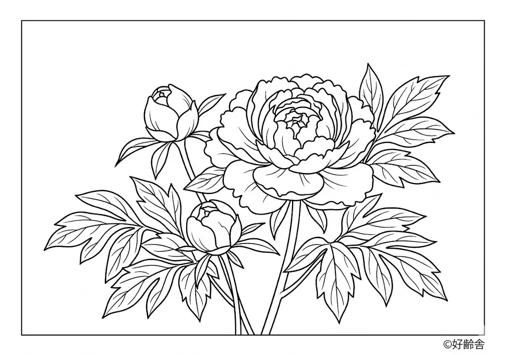 สมุดระบายสี Peony coloring book สำหรับผู้สูงอายุ