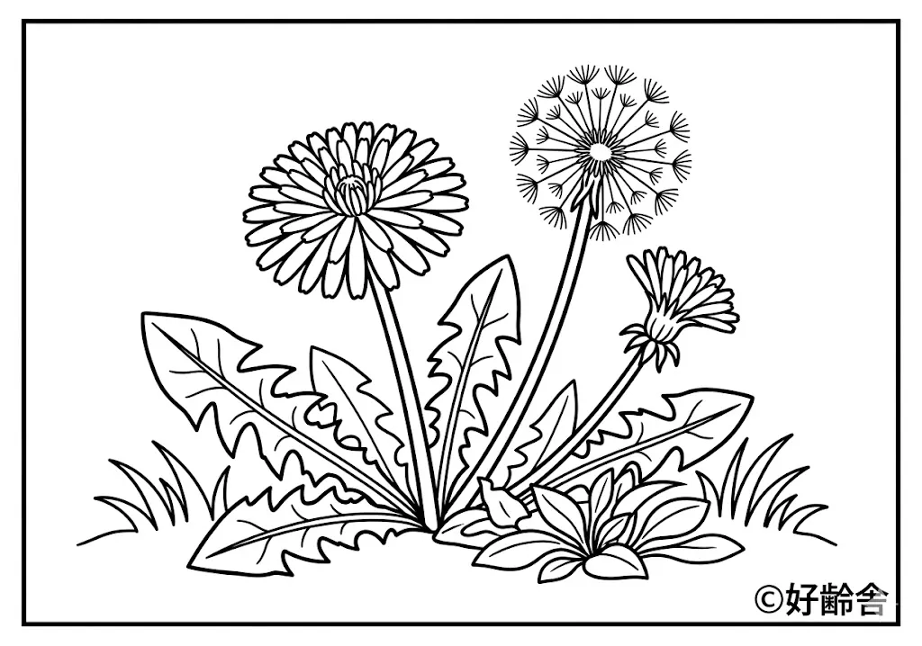 สมุดระบายสี Dandelion coloring book สำหรับผู้สูงอายุ