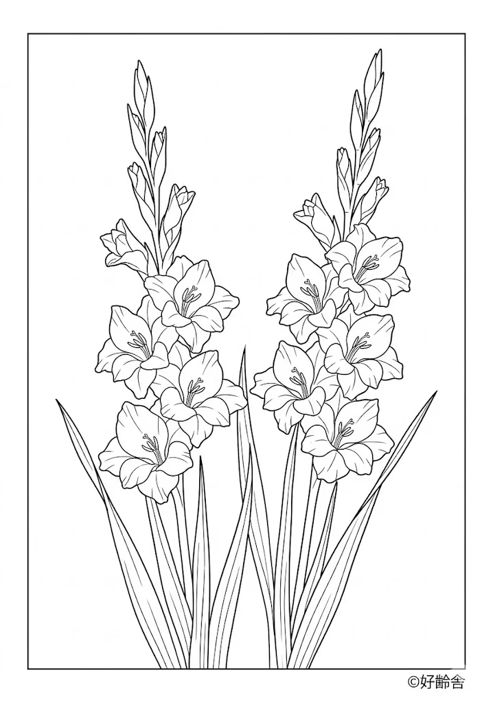 Gladiolus