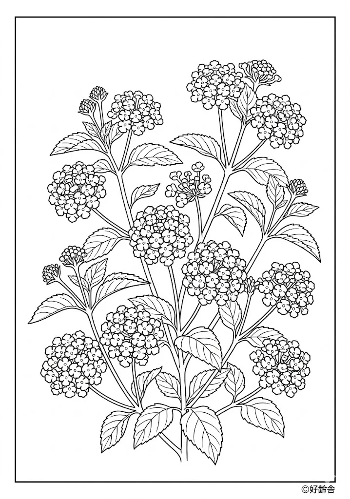 Lantana