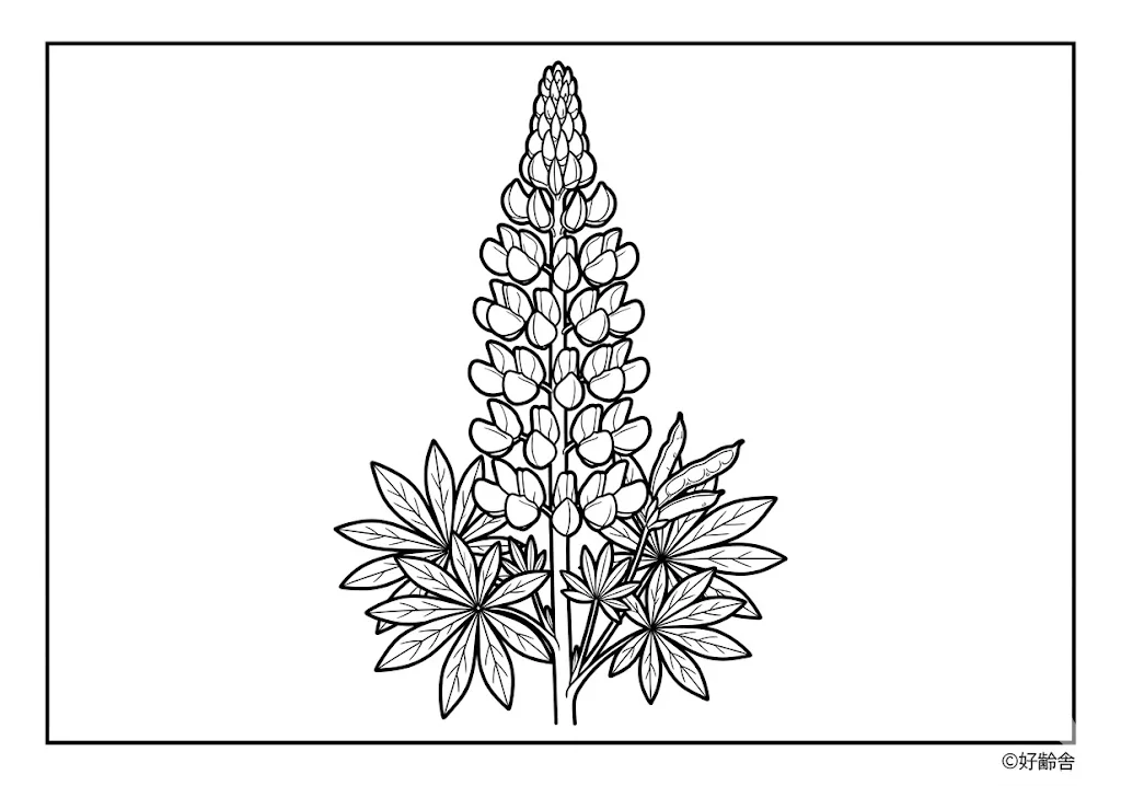 魯冰花 (2)著色圖 著色圖 - 適合高齡者使用